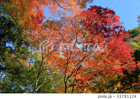 Minoh waterfall in autumn, Osaka, Japan Minoh waterfall in autumn, Osaka, Japan 33781124
