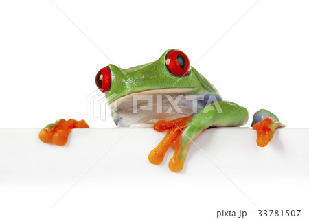 Tree frog 33781507