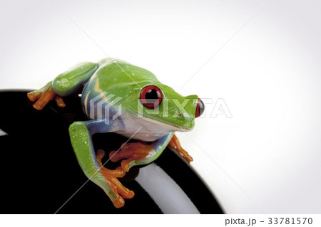 Tree frog 33781570