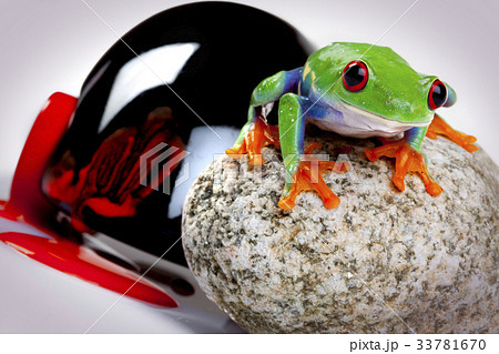 Tree frog Tree frog 33781670