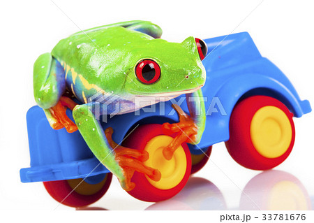 Tree frog Tree frog 33781676