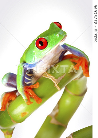 Tree frog 33781696