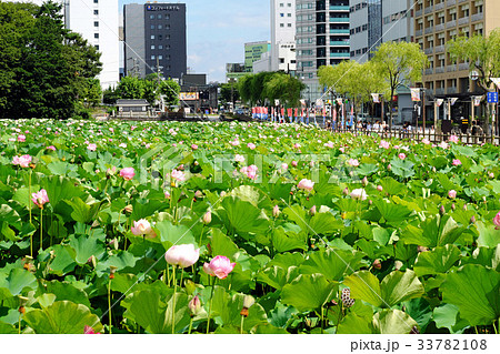 千秋公園のお堀 広小路と晩夏の蓮 千秋公園のお堀 広小路と晩夏の蓮 33782108