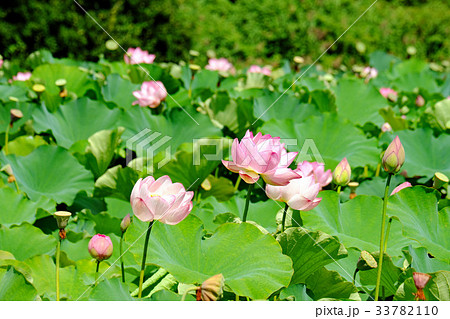 千秋公園のお堀 広小路と晩夏の蓮 千秋公園のお堀 広小路と晩夏の蓮 33782110