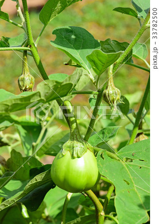 青茄子/白ナス 33782500