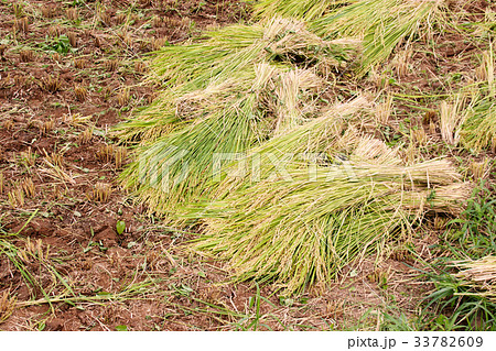 秋の味覚の収穫、田んぼで新米の稲刈りをした稲穂の稲束の写真素材 秋の味覚の収穫、田んぼで新米の稲刈りをした稲穂の稲束の写真素材 33782609