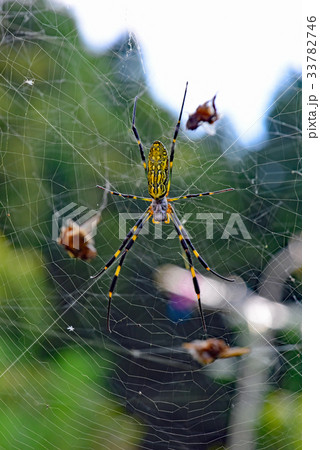 女郎蜘蛛 ジョロウグモ の写真素材