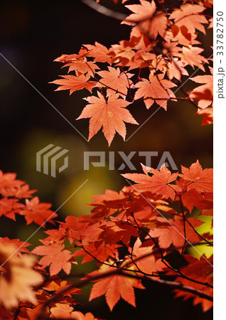 紅葉した葉(北海道) 紅葉した葉(北海道) 33782750