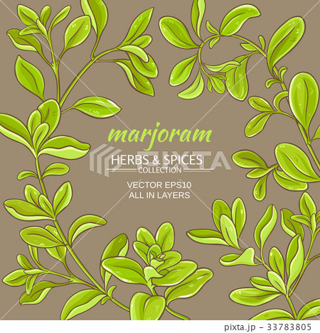 marjoram vector frame 33783805