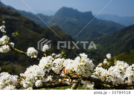 植物 工場 プランツ 33784518