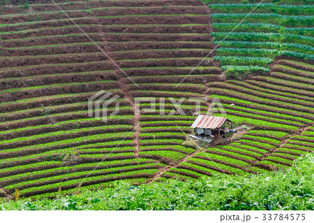 Green terraced vegetable and ancient cottage  33784575