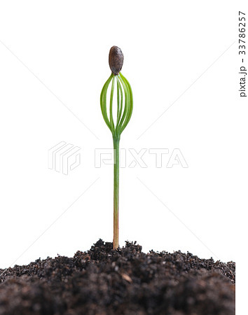 Pinus sp. sprout Pinus sp. sprout 33786257