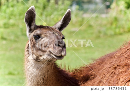 Isolated image of a llama looking at camera 33786451