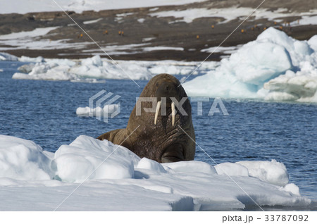 Walrus on ice flow 33787092