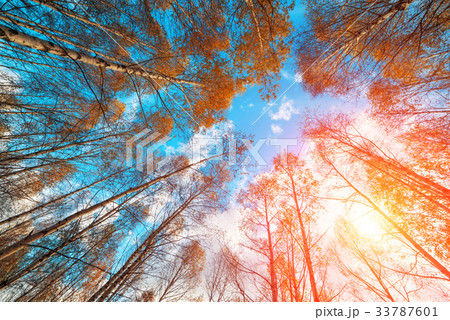 Majestic birch tree with a cloudy sky 33787601