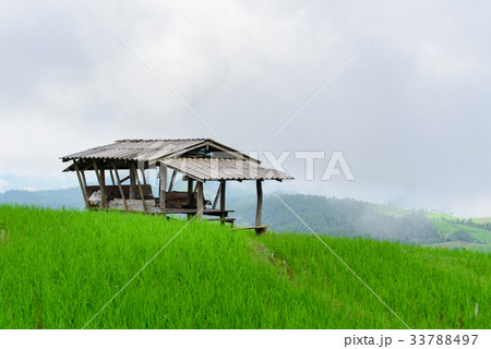 view of green rice fields terrace mountain view of green rice fields terrace mountain 33788497