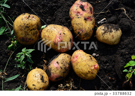 Potatoes of early varieties lie on ground 33788632