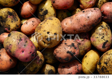 Background of potatoes of different varieties Background of potatoes of different varieties 33788633