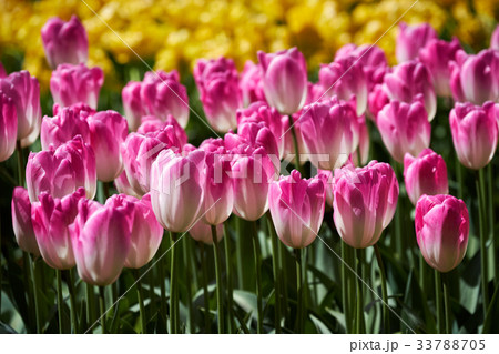 Blooming tulips flowerbed in Keukenhof flower 33788705
