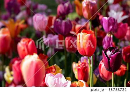 Blooming tulips flowerbed in Keukenhof flower 33788722