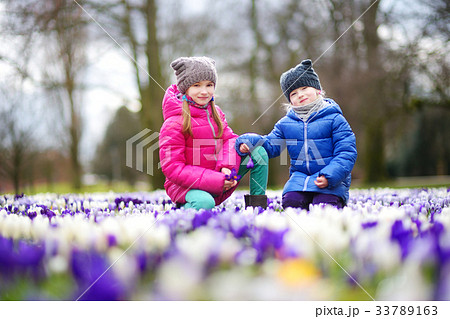 Two little sisters picking crocus flowers on beautiful blooming crocus meadow 33789163