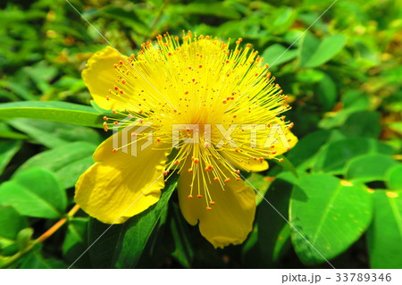 ヒペリカム・カリシナムの花 ヒペリカム・カリシナムの花 33789346