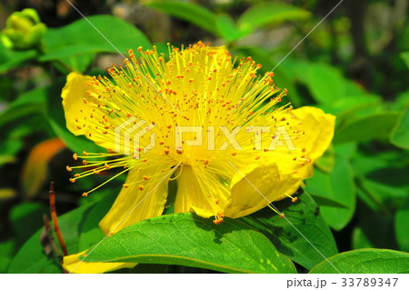 ヒペリカム・カリシナムの花 ヒペリカム・カリシナムの花 33789347