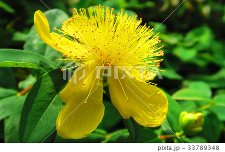 ヒペリカム カリシナムの花の写真素材