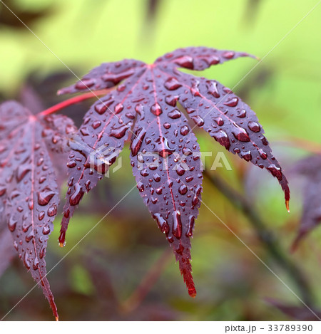 Leaves of red Japanese-maple (Amur maple) Leaves of red Japanese-maple (Amur maple) 33789390