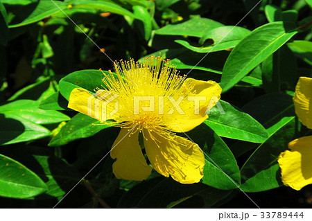 ヒペリカム カリシナムの花の写真素材