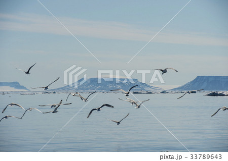 Black-legged Kittiwake flying Black-legged Kittiwake flying 33789643