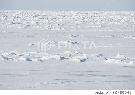 Polar bears walking on the ice. Polar bears walking on the ice. 33789645