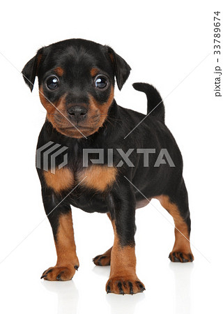 is the german pinscher legal in brunei