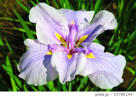 東京都足立区立しょうぶ沼公園のしょうぶまつりの風景 33790144