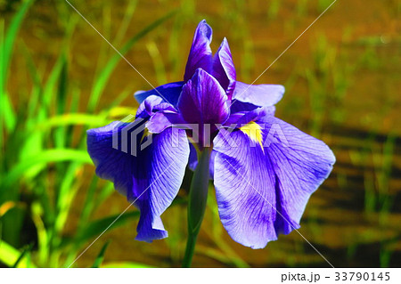 東京都足立区立しょうぶ沼公園のしょうぶまつりの風景 33790145