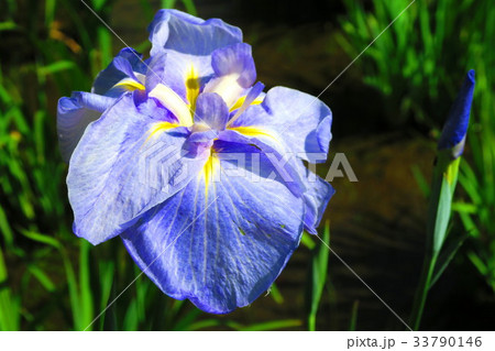 東京都足立区立しょうぶ沼公園のしょうぶまつりの風景 33790146