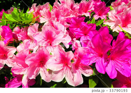 ツツジの花 33790193