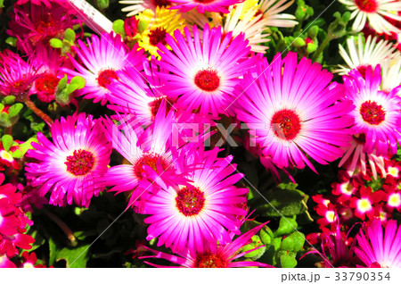 マツバギクなどの花壇の花 33790354