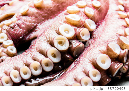 Seafood octopus. Whole fresh raw octopus on gray Seafood octopus. Whole fresh raw octopus on gray 33790493