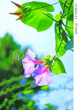 朝顔 朝顔 33790619