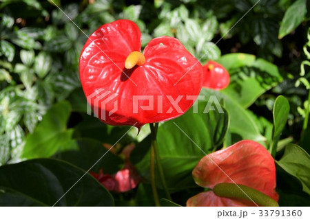 アンスリウム 観葉植物 アンスリウム 観葉植物 33791360