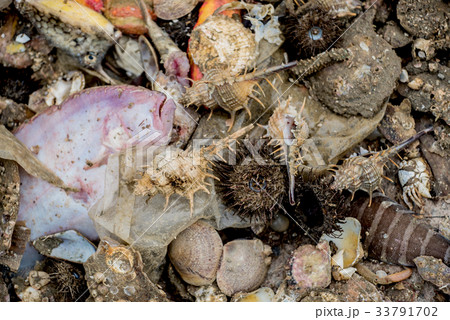 Dead sea animal after they were fished from sea Dead sea animal after they were fished from sea 33791702