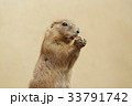 プレーリードッグ 33791742