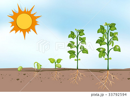 Plant Growing At Different Stages Stock Illustration