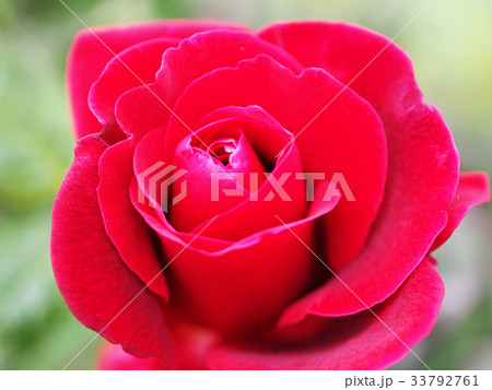 Red roses  33792761