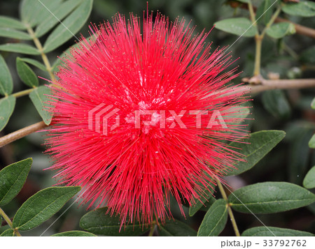 Red powder puff flower 33792762