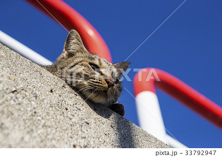 癒される猫 33792947