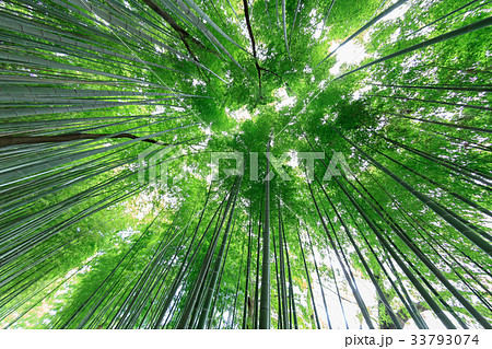 見沼通船掘公園の竹林　見沼田んぼ 33793074