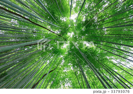 見沼通船掘公園の竹林　見沼田んぼ 33793076