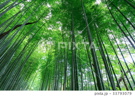 見沼通船掘公園の竹林　見沼田んぼ 33793079